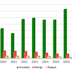アボカド栽培のポイント